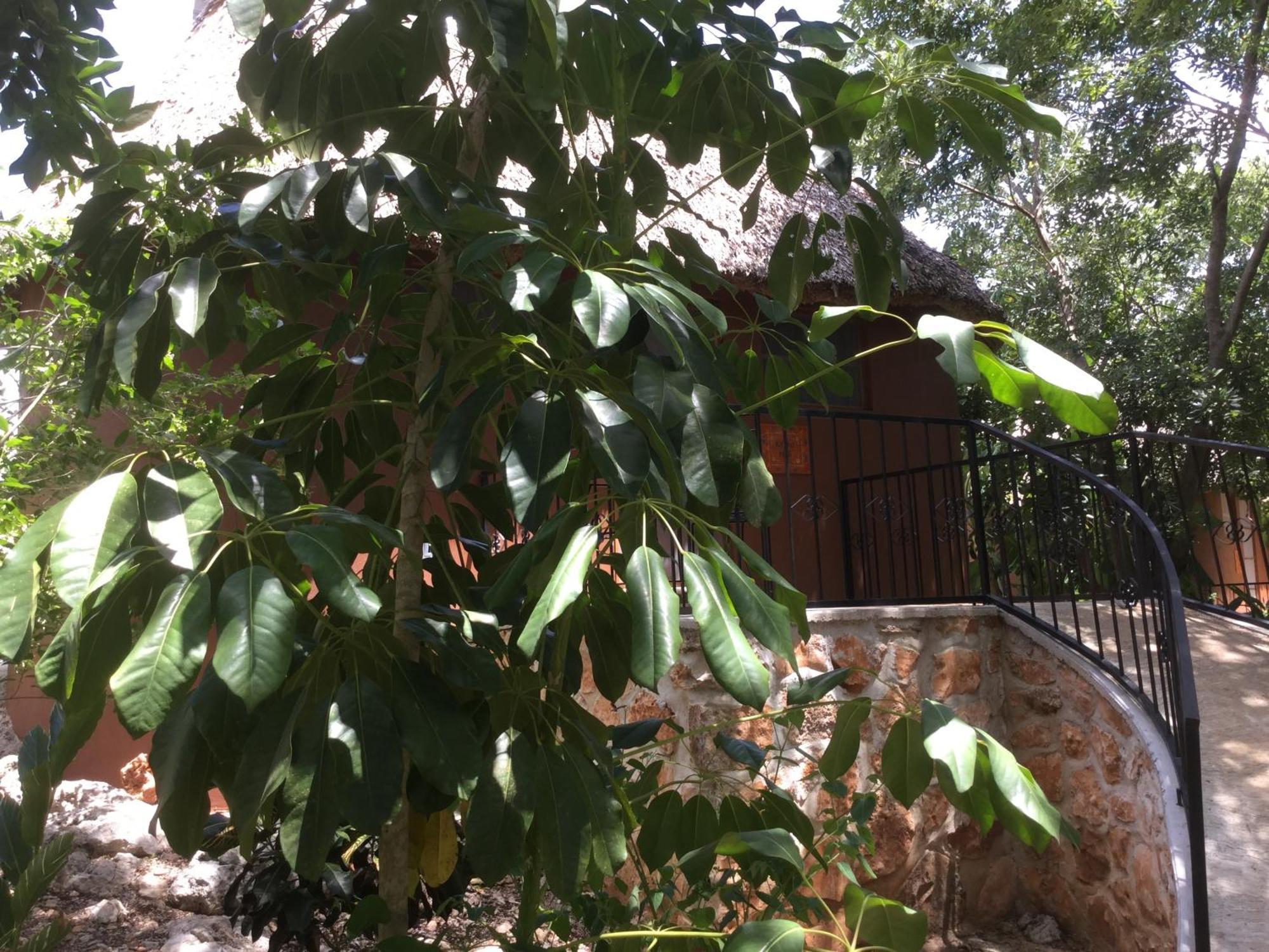 The Pickled Onion B&B And Restaurant Uxmal Santa Elena Kamer foto